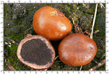 Elaphomyces asperulus